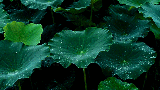 Green Gif